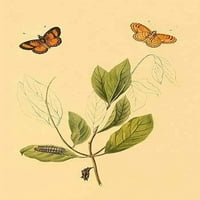 Surinam leptiri, moljaci i gusjenice tisak plakata Jan sepp