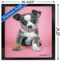 Keith Kimberlin - zidni poster za štene na ružičastoj pozadini, uokviren 14.725 22.375