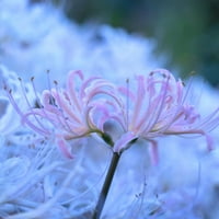 Lycoris Moonlight Collection Multi-Color