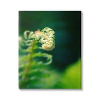 Lišće paprati Stupell fotografija prirode botanička i cvjetna Fotogalerija omotano platno tiskanje zidne umjetnosti