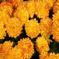 Bolji domovi i vrtovi mirisi sezone 1 g narančaste mama živa biljka ukrasna lonac bundeva i chai