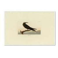 Zaštitni znak likovna umjetnost 'Noddy Ternplater 275' Canvas Art by Audubon