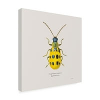 Zaštitni znak likovne umjetnosti 'ukrašavajući Coleoptera vii Sq Golden' Canvas Art by James Wiens